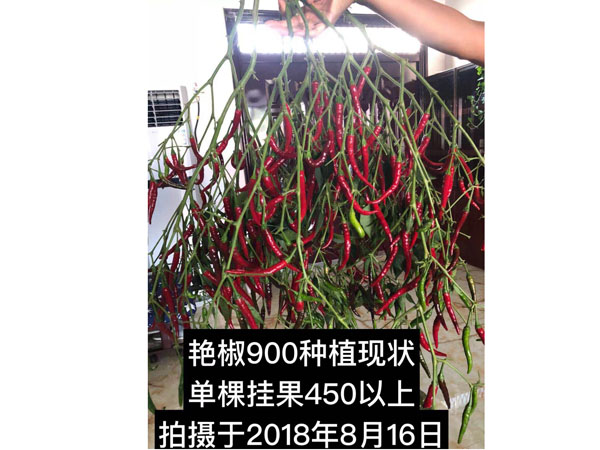 艷椒900